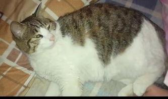 吃瓜娱乐猫,揭秘娱乐圈幕后故事